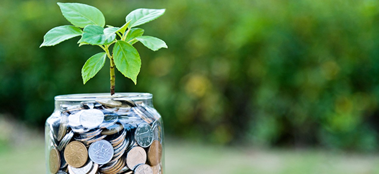 Money pot growing sapling